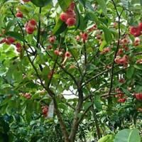 keseruan-anak-90-an-saat-mencuri-buah-nostalgia-yang-tak-terlupakan