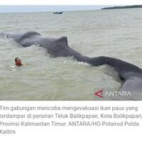 seekor-paus-seberat-40-ton-terdampar-di-teluk-balikpapan