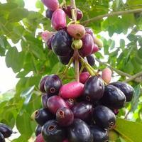 keseruan-anak-90-an-mencari-buah-jamblang