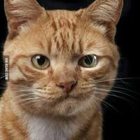 kurikulum-merdeka-gagal-prof-ini-sindir-nadiem-kegagalan-terbesar-mulyono