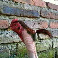 cinta-lebih-kental-daripada-darah-by-teci-and-srek