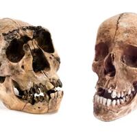 manusia-mungkin-punah-bila-tidak-kimpoi-silang-dengan-neanderthal