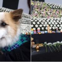 anjing-milik-korban-jeju-air-tertunduk-diam-di-pemakaman-majikannya