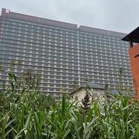 china-punya--hotel---khusus-untuk-babi-ada-26-lantai