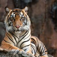 kebun-binatang-china-jual-kencing-harimau-buat-obat-rematik