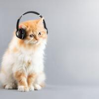 jenis-musik-apa-yang-disukai-hewan-peliharaan