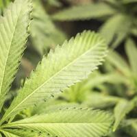 kebun-ganja-di-thailand-terbakar-warga-sekitar-mabuk-cekikikan