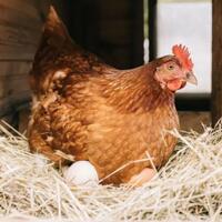 1-keluarga-1-ayam-betina--kota-eropa-bagi-ayam-gratis-untuk-perangi-limbah-makanan