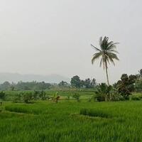 sawah-dibandung-barat