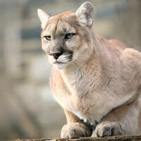 puma-si-hantu-gunung-yang-gesit-dan-misterius