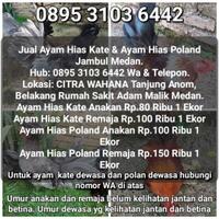jual-ayam-poland-jambul-dan-kate-kt-ceper-asli-murah-medan
