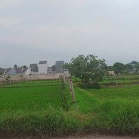 instruksi-kementan-sawah-ditanami-padi-bukan-komoditas-lain