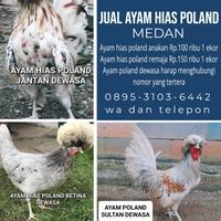 jual-ayam-hias-poland-jambul-asli-murah-medan