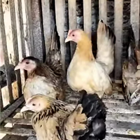 jual-anakan-ayam-kate