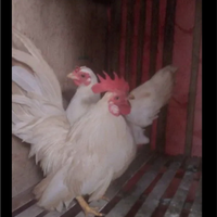 jual-sepasang-indukan-ayam-kate