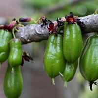 belimbing-wuluh-si-asem-mungil-penuh-khasiat-gansis-wajib-tahu-manfaatnya