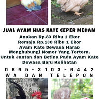 jual-ayam-hias-kate-katai-katek-kt-murah-medan
