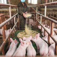 perusahaan-peternakan-babi-ingin-investasi-rp-10-t-di-jepara-mui-menolak