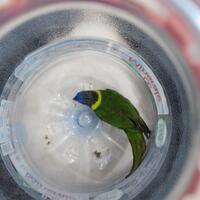 dijual-burung-nuri-pelangi