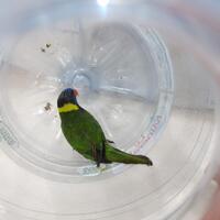 burung-nuri-pelangi