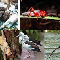 hewan-hewan-unik-khas-indonesia-yang-jarang-orang-tahu-part-14