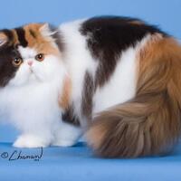 menolak-pndah-alamat