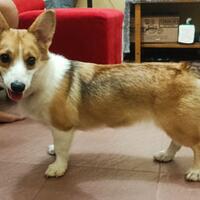 open-adopt-anjing-ras-corgi