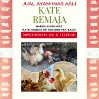jual-ayam-hias-kate-remaja-asli-sehat-murah-medan