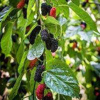 mengandung-radioaktif-produk-udang-beku-asal-banten-ditolak-amerika-serikat