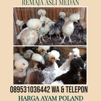 dijual-ayam-hias-polan-poland-polandia-import-remaja-asli-murah-medan