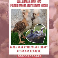 jual-anakan-ayam-hias-poland-import-asli-terawat-murah-medan
