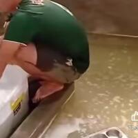 viral-video-cuci-ompreng-mbg-jorok-dapur-sppg-di-bandung-barat-langsung-ditutup