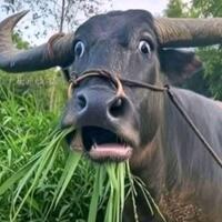 pagar-nusa-siaga-bela-kiai-dan-pesantren-menjelang-hari-santri-2025