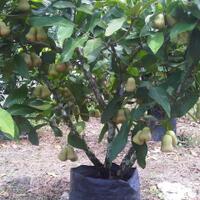 cara-menanam-jambu-air