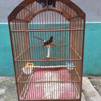 dijual-murai-batu-pastol-fighter-gacor-fullset-lokasi-margonda-depok