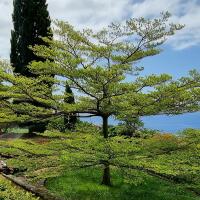 ketapang-kencana-si-cantik-yang-ternyata-bisa-destruktif