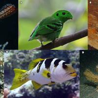 hewan-hewan-unik-khas-indonesia-yang-jarang-orang-tahu-part-15