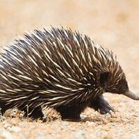 mengenal-echidnas-nokdiak-hewan-paling-aneh-di-dunia