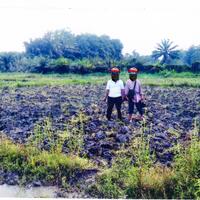 sawah-di-tanjung-morawa-deli-serdang-sumatera-utara