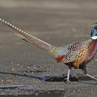 7-manfaat-daging-burung-pegar-bagi-kesehatan