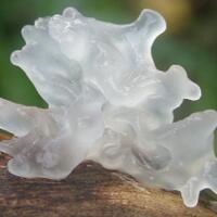 tremella-fuciformis-jamur-cantik-yang-sangat-menyehatkan