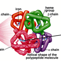 7-jenis-hemoglobin-pada-manusia-beserta-penjelasannya