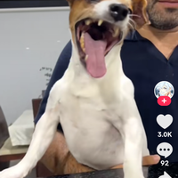 main-kaskus-rasanya-anjing-banget