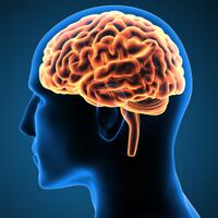 5-fakta-aneh-tentang-otak-manusia-ayo-simak-gan-sist