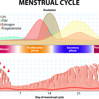 mengenali-kandungan-kimia-korpus-luteum-si-pabrik-progesteron