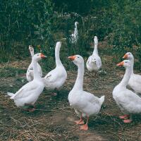 baca-gan-ini-dia-7-manfaat-daging-soang-bagi-kesehatan