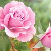 baca-sist-fenomena-miss-v-dan-misogini-di-indonesia