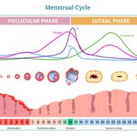 siklus-menstruasi-adalah-tanda-vital-medis-kelima-baca-sist