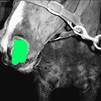 inilah-yang-terjadi-kalau-kuda-mimisan-darahnya-bisa-sampai-1000-cc