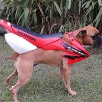 kenapa-di-jepang-jarang-ada-motor-ternyata-ini-alasannya